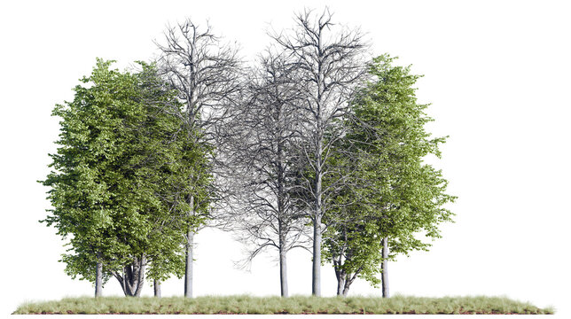 Realistic PNG cutout showing a group of green and leafless trees together, ideal for 3D landscape visualization, environment scenes, and seasonal contrast compositions