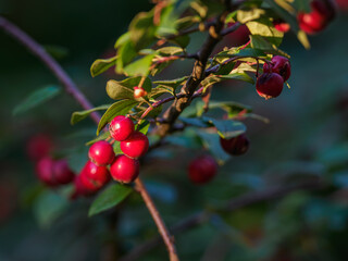 Small red apples on a twig with green leaves.
