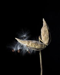 Magical Macro of Milkweed Seeds Escaping Pods