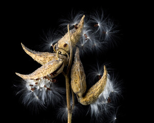Silky Milkweed Seed Fluff in Studio Lighting