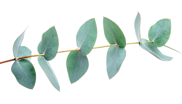 Eucalyptus twig with curved leaves minimal green foliage isolated on transparent background PNG