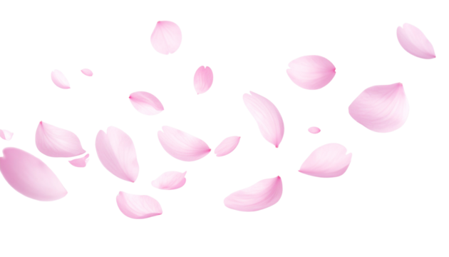 Falling sakura petals soft pink cherry blossom confetti isolated on transparent background PNG
