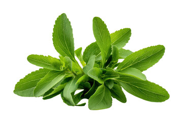 Fresh green stevia leaves plant with serrated edges on black background leaf, Png, Isolated on Transparent Background, Cut Out