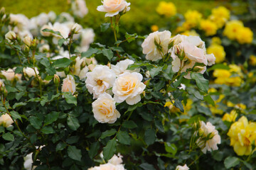 Beautiful roses blooming in a Japanese public garden.