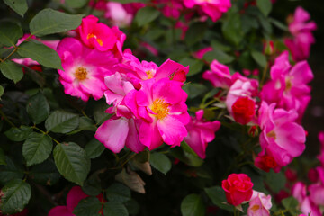 Fototapeta premium Beautiful roses blooming in a Japanese public garden.