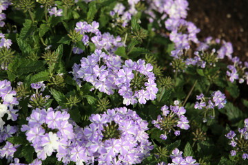 Obraz premium Clusters of light purple and white Verbena flowers blooming