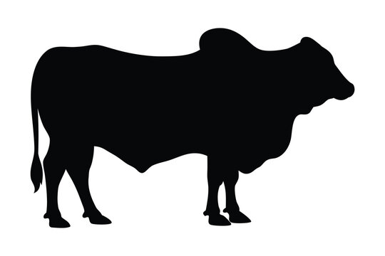 Brahman bull silhouette vector illustration, Brahman cow black silhouette 