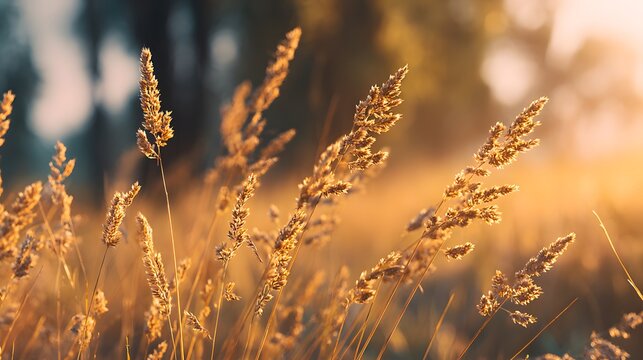 Sunlight illuminates dried grass seed heads during a golden hour field scene - Powered by Adobe