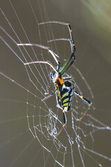 Colorful striped spider patiently waiting on an intricate web. This macro close up of arachnid insect in nature shows beautiful pattern on wild animal