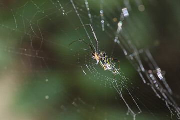 Small spider waits patiently in an intricate web outdoors. macro shot shows delicate silk trap in natural garden setting, evoking feeling of fascination and wonder