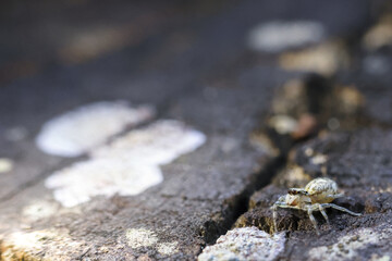 Curious tiny spider in macro close up on dark rock surface. This small arachnid bug sits near crevice, detailed by shallow depth of field in its natural habitat