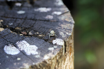 Curious little jumping spider on dark, weathered tree stump covered in lichen. This macro wildlife detail shows tiny arachnid in natural forest environment