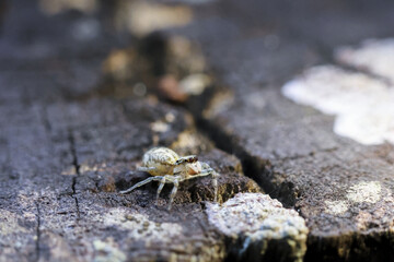 Small white spider, alert and tiny, on dark weathered wood. macro close up captures arachnid intricate detail against cracked texture of natural surface