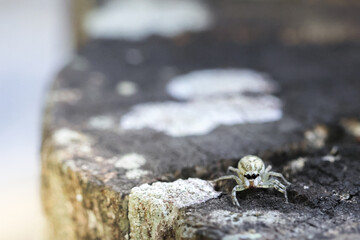 Small white jumping spider perches on weathered wood, looking curious and alert. This tiny arachnid with big eye sits in its natural outdoor habitat with blurred background