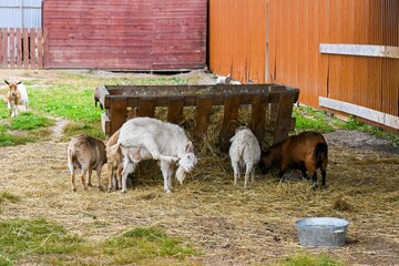 Domestic goats eating hay from wooden feeder near barn in rural farmyard. Peaceful countryside scene with animals in natural environment.