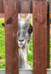 Gray domestic goat curiously peeking through a wooden fence on a green pasture in a rural farm setting.