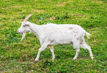 White domestic goat walking on green grass in a rural pasture on a summer day, side view of a farm animal with long beard and curved horns.