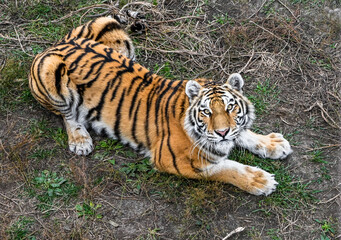 Amur tiger lying on grass in Primorsky Krai, Russia. Wild big cat resting in natural habitat, looking directly at camera, Far East wildlife scene.