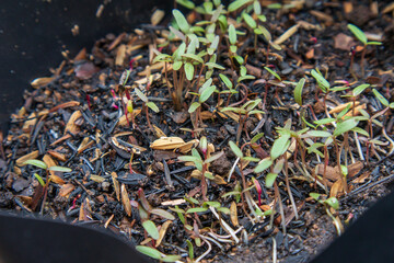 Spinach germinate and grow radicle or shoots which become a stem then seedling