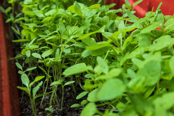 spinach seeds germinate and grow radicle or shoots which become a stem then seedling