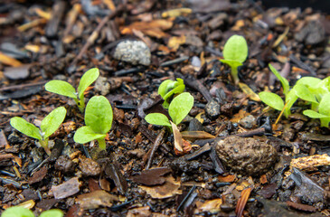 Green sprout growing from seed in organic soil