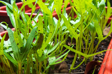 Obraz premium spinach seeds germinate and grow radicle or shoots which become a stem then seedling