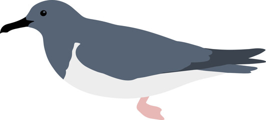 Simple Flat Illustration of a Manx Shearwater Bird Profile View