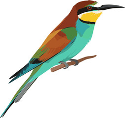 Flat Style Detailed European Bee Eater Bird Illustration on Branch Perch