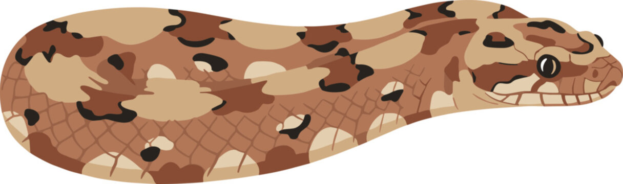 Detailed Flat Lay Hognose Snake Illustration Reptile Wildlife Art