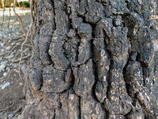 close up of tree bark surface texture
