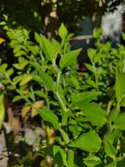 close up of Slipper spurge plant (Euphorbia tithymaloides)