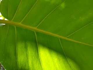 background with leaf surface texture close up