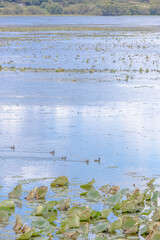 Tranquil Autumn Field in Korea, 한국의 가을, 평온한 자연의 색감