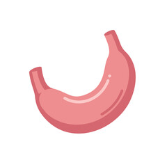 Simple cartoon illustration of a human stomach organ in pink, representing digestion and anatomy.