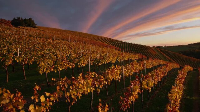 Majestic vineyard sunset with dramatic sky and golden rows of vines