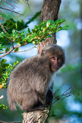 屋久島のヤクザル