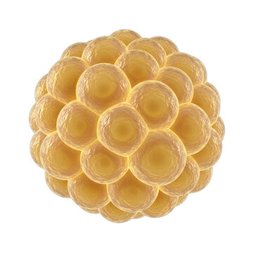3D rendering of a spherical cluster of golden cells, potentially representing a blastocyst, stem cells, or fat cells, ideal for medical research, biology education, and healthcare content.