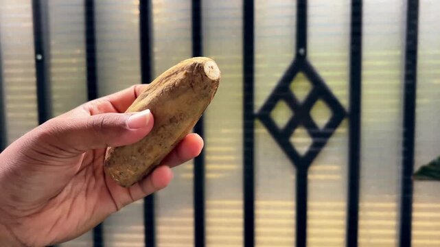 Hand holding a sweet potato or Ubi Cilembu, a traditional Indonesian honey sweet potato snack, roasted food