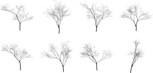 Silhouettes of Winter Trees on White Background Artistic Natural Tree Silhouettes