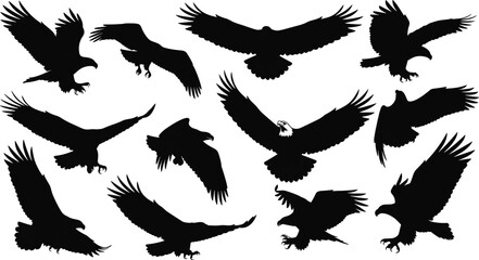 Obraz premium Eagle silhouette vector, bald eagle illustration, flying bird motion, black wing pose, avian anatomy study, cad drawing flat vector illustration