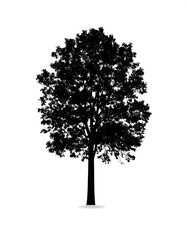 Black silhouette of a tree against a white background