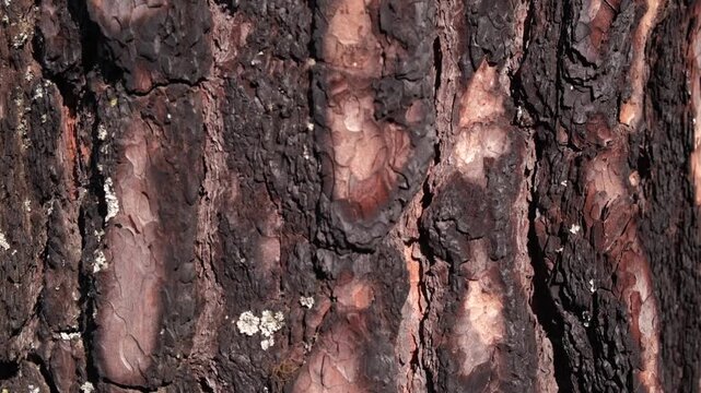vertical camera movement along detailed, rugged bark pine tree, revealing its intricate patterns and textures with light and shadow interplay creating natural, abstract background. close up.