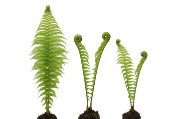 Three fern plants in various stages of growth isolated on transparent background
