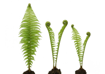 Three fern plants in various stages of growth isolated on transparent background