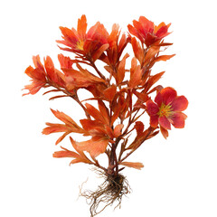 Orange flowered plant with dark roots on black background