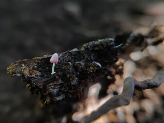 close up of a small red-capped mushroom