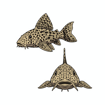 Detailed Spotted Pleco Sucker Mouth Catfish Illustration