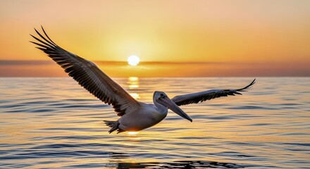A pelican gliding just above the ocean surface at sunrise 2
