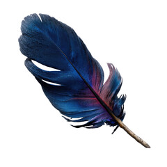 Single dark feather with bluish, purple, and pink highlights