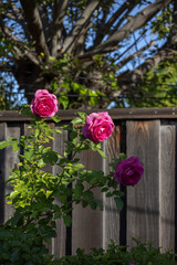Three pink-magenta roses on long stems against wooden fence and tree branches, early autumn backyard, San Jose, California